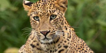 ചാലക്കുടി നഗരത്തിൽ ഇറങ്ങിയ പുലിയെ മയക്കുവെടിവെക്കാൻ തീരുമാനം