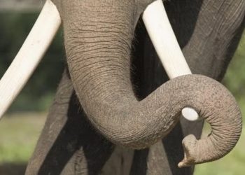 കടുവാ ദൗത്യത്തിനായി എത്തിച്ച കുങ്കിയാന പാപ്പാനെ ആക്രമിച്ചു