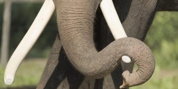 കടുവാ ദൗത്യത്തിനായി എത്തിച്ച കുങ്കിയാന പാപ്പാനെ ആക്രമിച്ചു