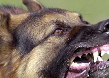 കഴക്കൂട്ടം ചന്തവിളയിൽ തെരുവുനായുടെ കടിയേറ്റ് 16 പേർക്ക് പരിക്ക്