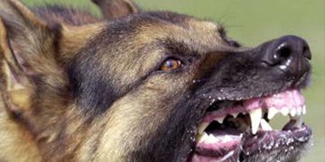 ക​ഴ​ക്കൂ​ട്ടം ചന്തവിളയിൽ തെരുവുനായുടെ കടിയേറ്റ് 16 പേർക്ക് പരിക്ക്