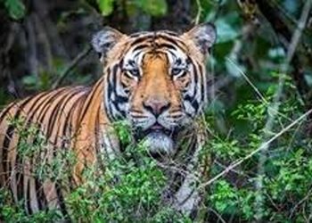 നരഭോജി കടുവയെ പിടിക്കാനുള്ള ദൗത്യം വനം വകുപ്പ് ആറാം ദിവസവും തുടരുന്നു