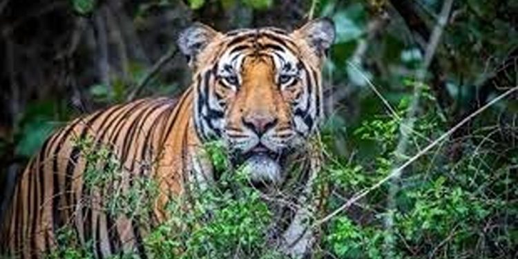 നരഭോജി കടുവയെ പിടിക്കാനുള്ള ദൗത്യം വനം വകുപ്പ് ആറാം ദിവസവും തുടരുന്നു