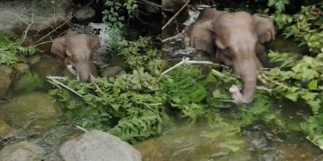 കഞ്ചിക്കോട് ജനവാസ മേഖലയിലിറങ്ങിയ കാട്ടാനയെ കാട് കയറ്റി