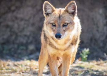 വടകരയിൽ അഞ്ച് പേർക്ക് കുറുക്കന്റെ കടിയേറ്റു