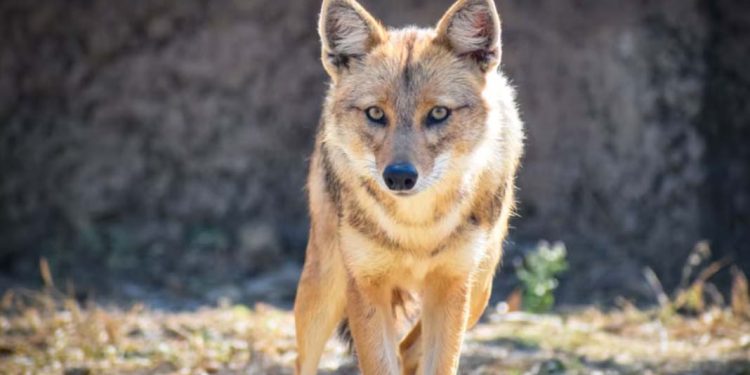 വടകരയിൽ അഞ്ച് പേർക്ക് കുറുക്കന്റെ കടിയേറ്റു