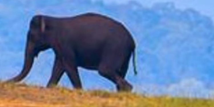 അട്ടപ്പാടിയില് കാട്ടാന ആക്രമണത്തില് പരുക്കേറ്റയാള് മരിച്ചു