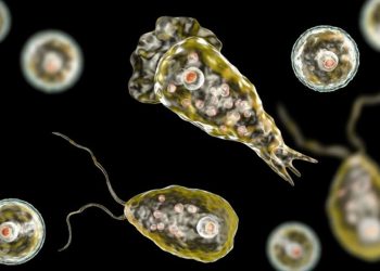 അമീബിക്ക് മസ്തിഷ്‌ക ജ്വരം കണ്ടെത്താനുള്ള സംസ്ഥാനത്തെ മോളിക്യുലര്‍ ലാബിലെ ആദ്യ ടെസ്റ്റ് വിജയം