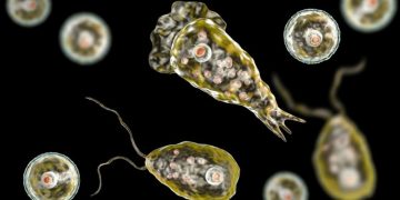 അമീബിക്ക് മസ്തിഷ്‌ക ജ്വരം കണ്ടെത്താനുള്ള സംസ്ഥാനത്തെ മോളിക്യുലര്‍ ലാബിലെ ആദ്യ ടെസ്റ്റ് വിജയം