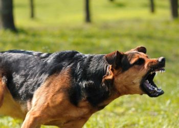 കൊല്ലം കൊട്ടാരക്കരയില് ഗര്ഭിണിയടക്കം 12 പേര്ക്ക് തെരുവുനായയുടെ കടിയേറ്റു