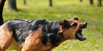 കൊല്ലം കൊ​ട്ടാ​ര​ക്ക​ര​യി​ല്‍ ഗ​ര്‍​ഭി​ണി​യ​ട​ക്കം 12 പേ​ര്‍​ക്ക് തെ​രു​വു​നാ​യ​യു​ടെ ക​ടി​യേ​റ്റു