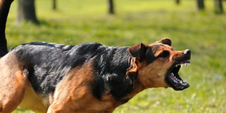 കണ്ണൂരിൽ പേവിഷബാധ ലക്ഷണങ്ങളോടെ ചികിത്സയിലായിരുന്ന കുട്ടി മരിച്ചു