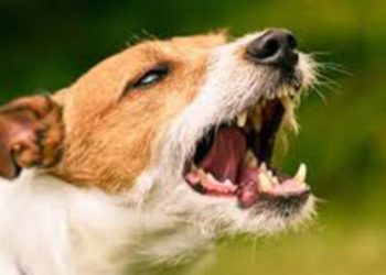 സംസ്ഥാനത്ത് വീണ്ടും പേവിഷബാധയേറ്റ് മരണം ; കൊല്ലം കടയ്ക്കലില് 44കാരന് മരിച്ചത് പേവിഷബാധയെ തുടര്ന്ന്