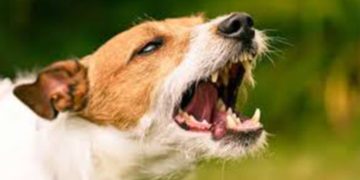 സംസ്ഥാനത്ത് വീണ്ടും പേവിഷബാധയേറ്റ് മരണം ; കൊല്ലം കടയ്ക്കലില്‍ 44കാരന്‍ മരിച്ചത് പേവിഷബാധയെ തുടര്‍ന്ന്