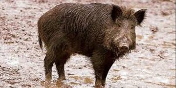 കാട്ടുപന്നിയെ ക്ഷുദ്രജീവിയായി പ്രഖ്യാപിക്കണമെന്ന കേരളത്തിന്റെ ആവശ്യം തള്ളി കേന്ദ്രസര്‍ക്കാര്‍