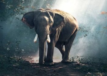 വയനാട്ടിൽ വനംവകുപ്പ് പട്രോളിങ് വാഹനത്തിനു നേരെ കാട്ടാന ആക്രമണം