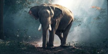 വയനാട്ടിൽ വനംവകുപ്പ് പട്രോളിങ് വാഹനത്തിനു നേരെ കാട്ടാന ആക്രമണം