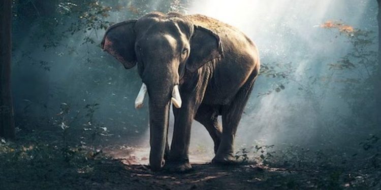 വയനാട്ടിൽ വനംവകുപ്പ് പട്രോളിങ് വാഹനത്തിനു നേരെ കാട്ടാന ആക്രമണം