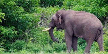 അട്ടപ്പാടിയിൽ വീട്ടുമുറ്റത്ത് ഭീതി പരത്തി കാട്ടാന ; തുരത്തിയത് ആർആർടി സംഘമെത്തി