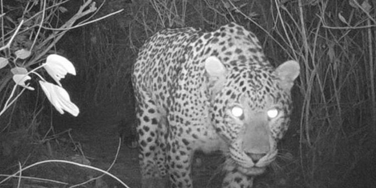 പെരിന്തല്മണ്ണ മണ്ണാര്മലയില് വീണ്ടും പുലി