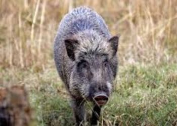 മലപ്പുറം മമ്പാട് കാട്ടുപന്നി ആക്രമണത്തില് മൂന്ന് പേര്ക്ക് പരിക്ക്