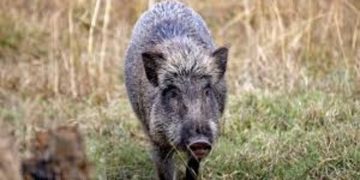 മ​ല​പ്പു​റം മ​മ്പാ​ട് കാ​ട്ടു​പ​ന്നി ആ​ക്ര​മ​ണ​ത്തി​ല്‍ മൂ​ന്ന് പേ​ര്‍​ക്ക് പ​രി​ക്ക്