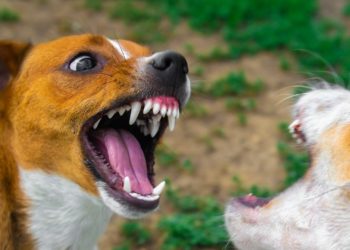 നായ മാന്തിയത് ചികിത്സിച്ചില്ല ; ആലപ്പുഴയിൽ പേവിഷബാധ സ്ഥിരീകരിച്ച വയോധികൻ മരിച്ചു