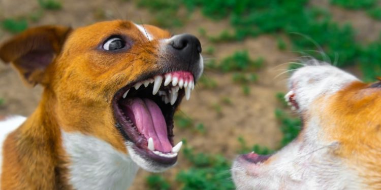 നായ മാന്തിയത് ചികിത്സിച്ചില്ല ; ആലപ്പുഴയിൽ പേവിഷബാധ സ്ഥിരീകരിച്ച വയോധികൻ മരിച്ചു