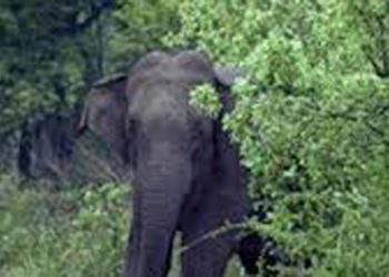 കഞ്ചിക്കോട് ജനവാസ മേഖലയിലിൽ ചുരുളിക്കൊമ്പൻ എന്ന കാട്ടാന ഇറങ്ങി