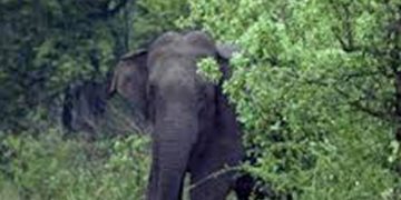 കഞ്ചിക്കോട് ജനവാസ മേഖലയിലിൽ ചുരുളിക്കൊമ്പൻ എന്ന കാട്ടാന ഇറങ്ങി