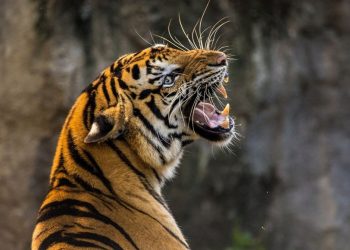 വടക്കാഞ്ചേരി അകമലയിൽ ജനവാസ മേഖലയിൽ കടുവയിറങ്ങിയതായി സംശയം