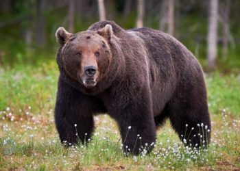 മലപ്പുറം പൂക്കോട്ടുംപാടത്ത് ജനവാസ മേഖലയിൽ വീണ്ടും കരടി