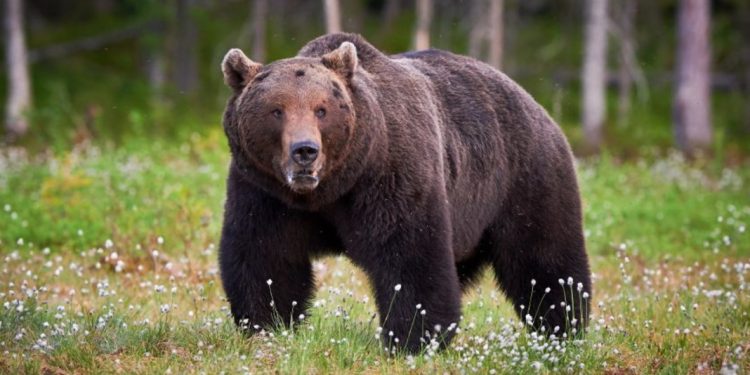 മലപ്പുറം പൂക്കോട്ടുംപാടത്ത് ജനവാസ മേഖലയിൽ വീണ്ടും കരടി