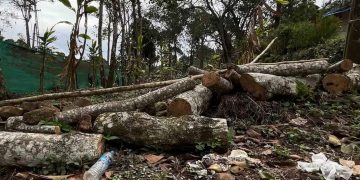 ഇടുക്കി ശാന്തന്‍പാറ മേഖലയില്‍ വന്‍ വനംകൊള്ള ; ഏലത്തോട്ടങ്ങളില്‍ നിന്നും മരങ്ങൾ മുറിച്ചുകടത്തി