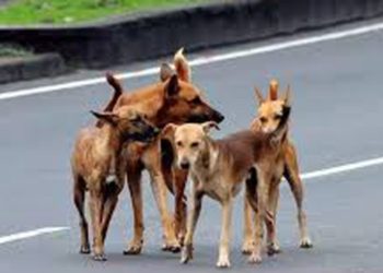 കോഴിക്കോട് ചെങ്ങോട്ടുകാവിൽ തെരുവ് നായയുടെ ആക്രമണം