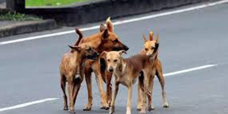 കോഴിക്കോട് ചെങ്ങോട്ടുകാവിൽ തെരുവ് നായയുടെ ആക്രമണം