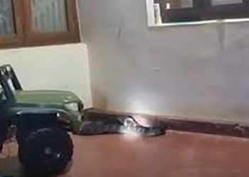 ചെറുവാഞ്ചേരിയില് വീട്ടിനുള്ളില് നിന്ന് രാജവെമ്പാലയെ പിടികൂടി