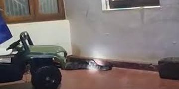 ചെറുവാഞ്ചേരിയില്‍ വീട്ടിനുള്ളില്‍ നിന്ന് രാജവെമ്പാലയെ പിടികൂടി