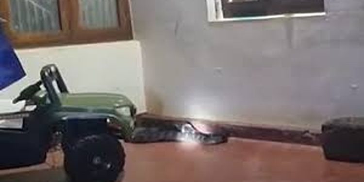 ചെറുവാഞ്ചേരിയില്‍ വീട്ടിനുള്ളില്‍ നിന്ന് രാജവെമ്പാലയെ പിടികൂടി