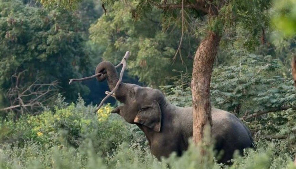 അതിരപ്പിള്ളി ആനമല വനപാതയില് കാര് യാത്രികര്ക്ക് നേരെ പാഞ്ഞടുത്ത് കാട്ടാന