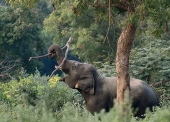 അതിരപ്പിള്ളി ആനമല വനപാതയില്‍ കാര്‍ യാത്രികര്‍ക്ക് നേരെ പാഞ്ഞടുത്ത് കാട്ടാന