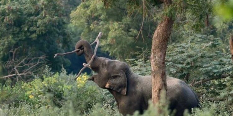 അതിരപ്പിള്ളി ആനമല വനപാതയില്‍ കാര്‍ യാത്രികര്‍ക്ക് നേരെ പാഞ്ഞടുത്ത് കാട്ടാന