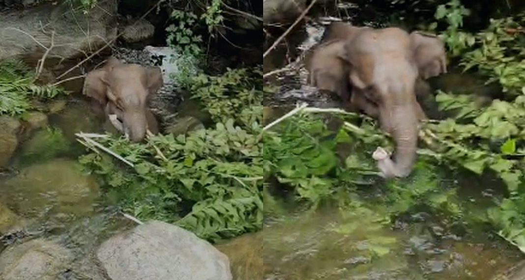 കോതമംഗലത്ത് കുർബാനപ്പാറയിൽ കിണറ്റിൽ വീണ കുട്ടിയാനയെ രക്ഷപെടുത്തി