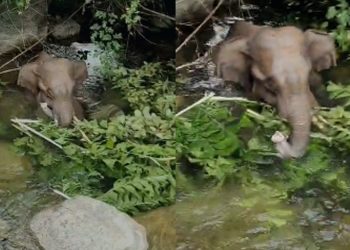 കോതമംഗലത്ത് കുർബാനപ്പാറയിൽ കിണറ്റിൽ വീണ കുട്ടിയാനയെ രക്ഷപെടുത്തി