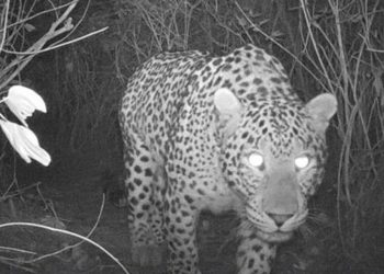 ഒരാഴ്ചക്കിടെ മൂന്ന് തവണ പുലിയുടെ ദൃശ്യം കാമറയിൽ ; ഭീതി വിട്ടൊഴിയാതെ മണ്ണാർമല ഗ്രാ​മം