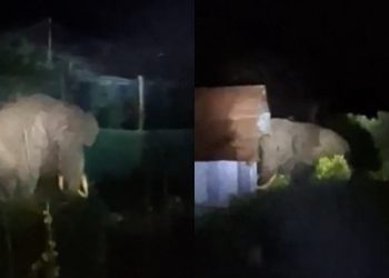 പടയപ്പ വീണ്ടും ജനവാസ മേഖലയിൽ ഇറങ്ങി