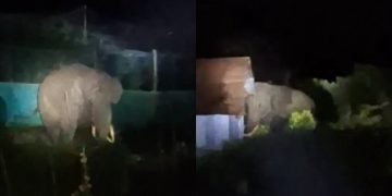 പടയപ്പ വീണ്ടും ജനവാസ മേഖലയിൽ ഇറങ്ങി