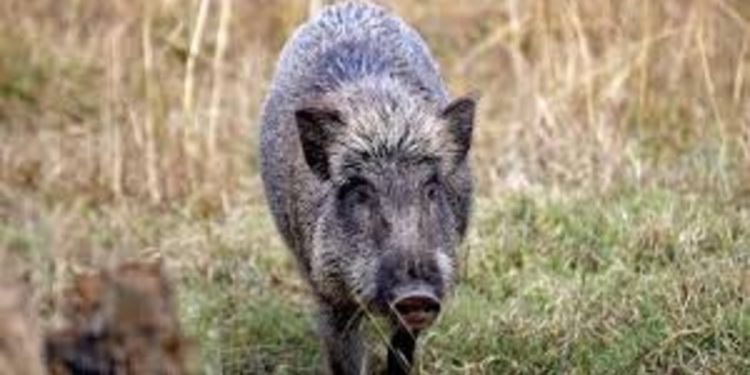 ഇടുക്കി കട്ടപ്പനയില്‍ കാട്ടുപന്നി ആക്രമണത്തില്‍ സ്‌കൂട്ടര്‍ യാത്രികയ്ക്ക് പരിക്കേറ്റു