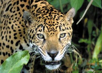 നായയെ കൊന്ന നിലയിൽ ; പാലക്കാട് അട്ടപ്പാടിയിൽ പുലിയെന്ന് സംശയം