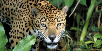 നായയെ കൊന്ന നിലയിൽ ; പാലക്കാട് അട്ടപ്പാടിയിൽ പുലിയെന്ന് സംശയം